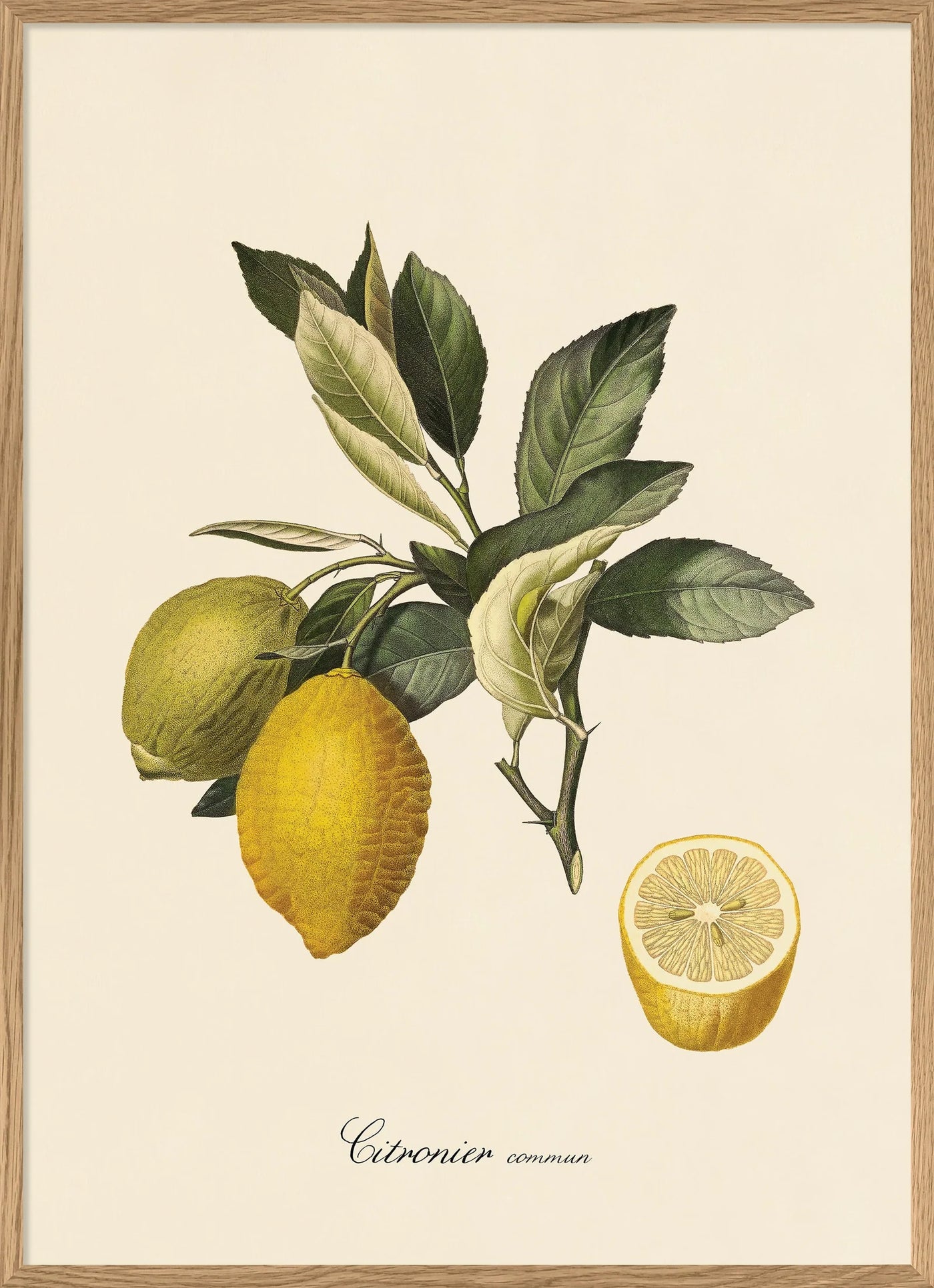 Lemon Botanical Print