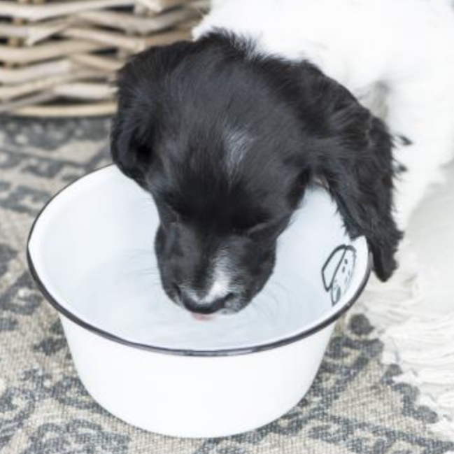 Small Enamel Dog Bowl